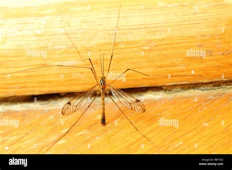 Mosquito Sitting On Wall Indoor Stock Photo Alamy