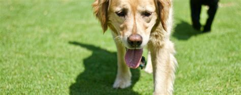 With osteosarcoma cancer, which generally occurs in femurs. Blog - NHV Natural Pet Products