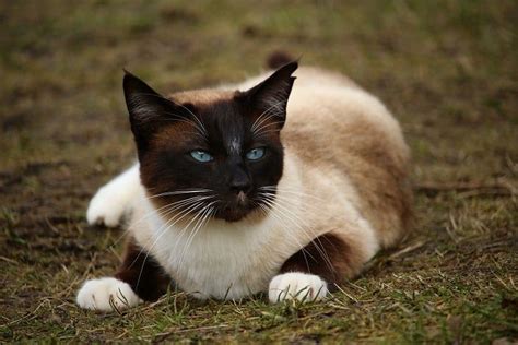 33 Striking Siamese Cat Colors With Pictures Excited Cats