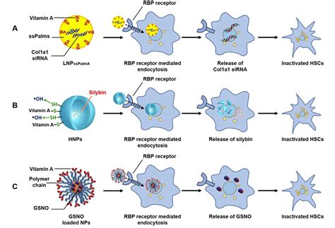 Nanoparticles Targeting Hepatic Stellate Cells For The Treatment Of