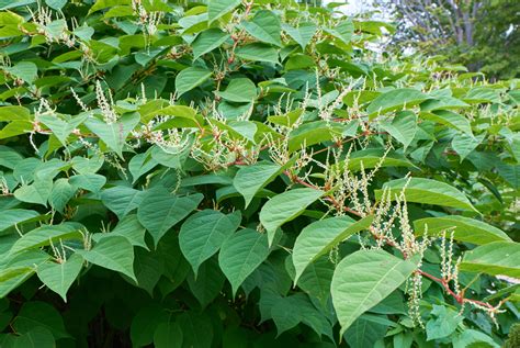 Japanese Knotweed And Other Invasive Plants In Your Garden