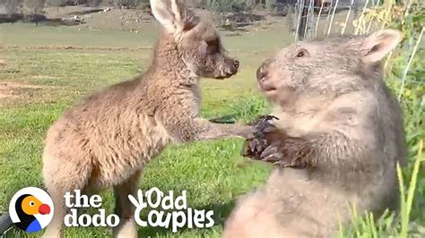 Wombat And Kangaroo Are Obsessed With Each Other The Dodo Odd Couples