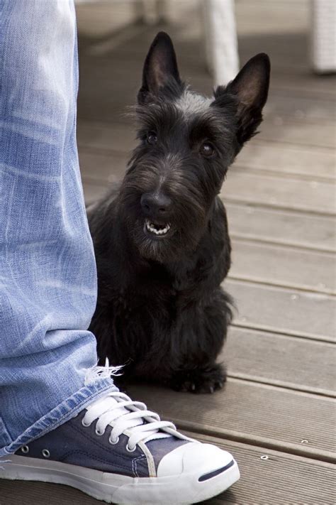 1000 Images About Scottie Dogs On Pinterest Scottie Dogs Westies