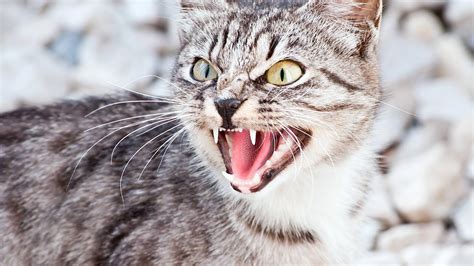 Everything You Need To Know About Cat Hissing
