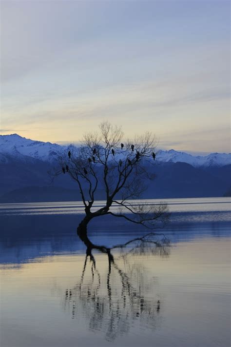 Lone Willow Tree In Lake Wanaka New Zealand Photorator