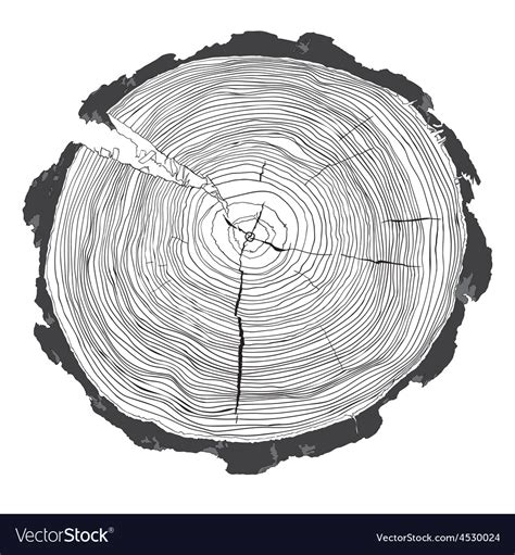 This difference in secondary xylem growth due to the cyclic seasonal changes result in the formation of alternate rings of autumn wood and spring wood. Annual tree growth rings with grayscale drawing of