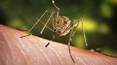 More Mosquitoes Test Positive For West Nile Virus Raising Risk To