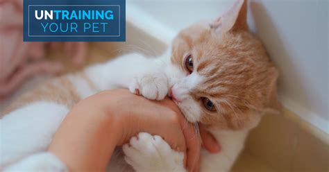 Untrain Your Pet Stop Your Cat From Biting You