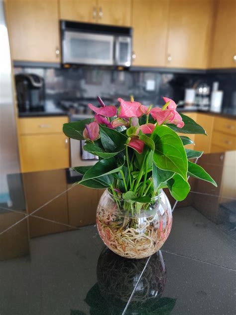 Make Plants Fun Again Anthurium Growing In Water Rhouseplants