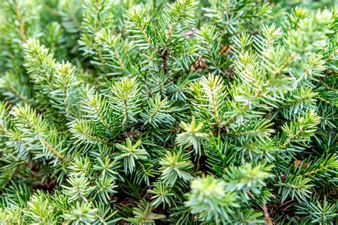 10 Best Deer Resistant Shrubs For Landscaping