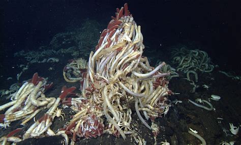 How To Discover Deep Sea Hydrothermal Vents Wired