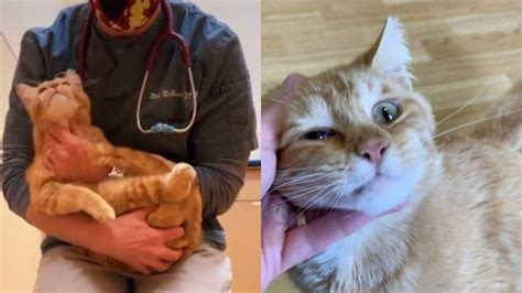Un Veterinario Se Derrumba Por El Destino De Un Gato Callejero