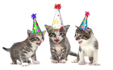Birthday Cats Wallpapers Wallpaper Cave