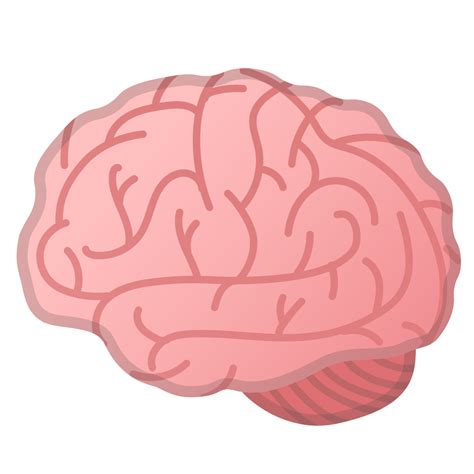 Brain Pink Head Organ Nose Brain Muscle Illustration Food Human Anatomy