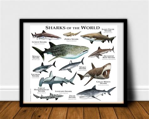 Sharks Of The World Poster Print Etsy