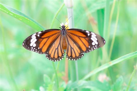 Orange Black And White Butterfly Free Image Peakpx
