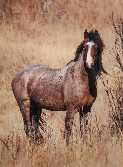 Red Roan Horsered Roan Stallionblazered Roan With Etsy