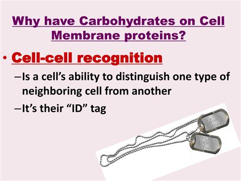 Ppt Cell Membrane Structure Function And Cell Transport Ms Kim