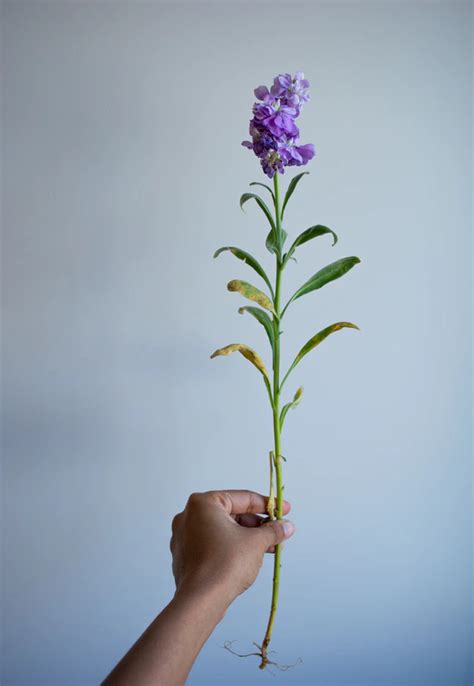 A Person Holding Up A Purple Flower With Green Stems In Their Left Hand