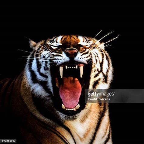 Scary Tiger Photos And Premium High Res Pictures Getty Images