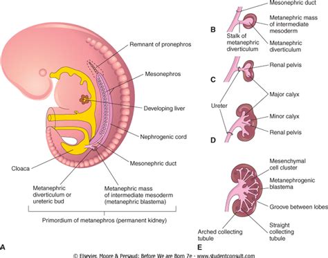 Kidneys And Ureters Development Of The Urinary System