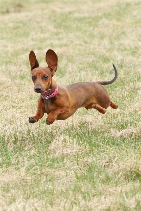 Advertise, sell, buy and rehome dachshund dogs and puppies with pets4homes. The Dachshund - "Half-dog high and a dog-and-a-half long ...