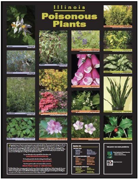 Poison Plant Poster 1000 Poisonous Plants Plants Trees To Plant