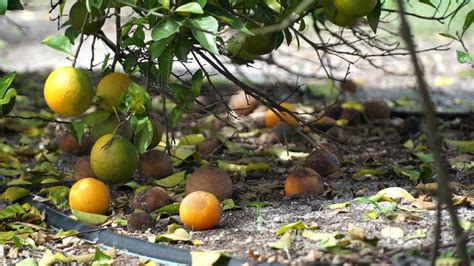 Us 27 The Future Of Floridas Citrus Industry
