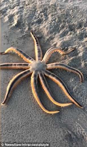 The Starfish That Can Walk Beach Goer Captures Sea Creature Crawling