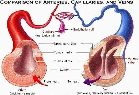 Tabel Perbedaan Arteri Dan Vena Perbedaan Arteri Dan Vena Dalam Tabel