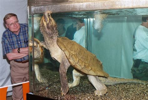 Largest Common Snapping Turtle Hot Sex Picture
