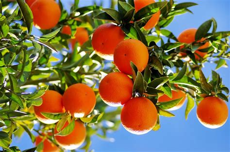 What Are Citrus Trees Learn About Citrus Tree Varieties