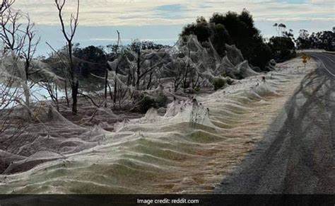 Parachuting Spiders Leave Australian Region Covered In Webs 247 News