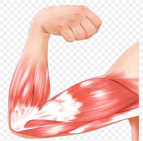 Muscle Contraction Arm Biceps Strain Png 774x806px Watercolor