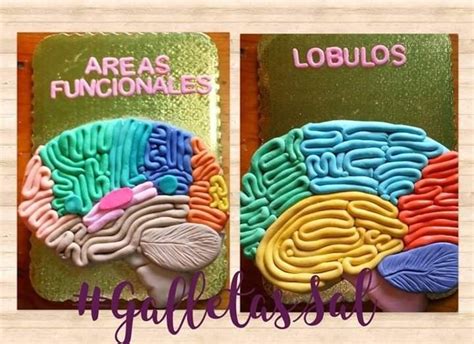 Brain Cake Maquetas Cerebro Areas De Brodmann Maqueta Del Cerebro