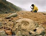 Images of Fossils Jurassic Coast