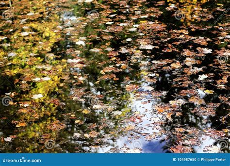 Autumn Leaves With Trees And Foliage Reflection Over Mountain Lake
