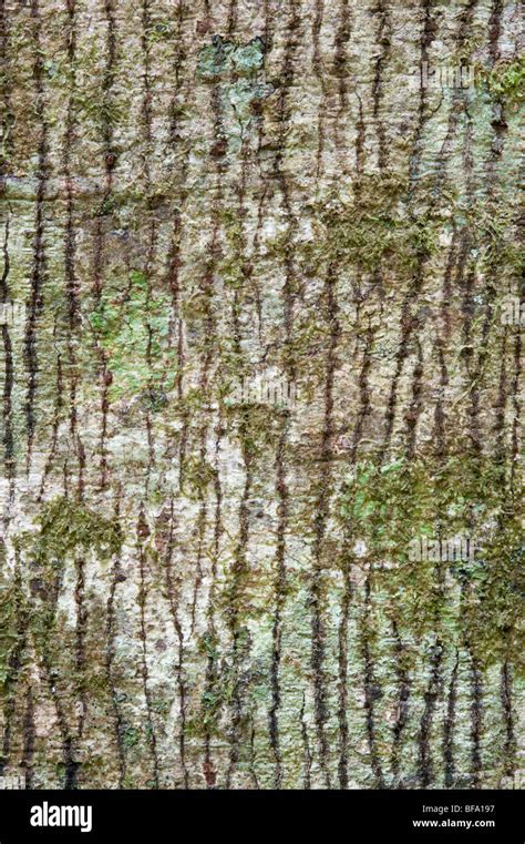 Patterns In Nature Close Up Tree Bark Iwokrama Rainforest Guiana