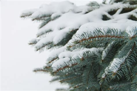 Free Stock Photo Of Snow On Pine Tree Branches