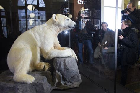 Beloved Knut The Polar Bear Goes On Display