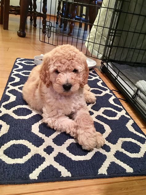 Beautiful Standard Poodle Puppy 7 Week Old Penny Love Of Our Life
