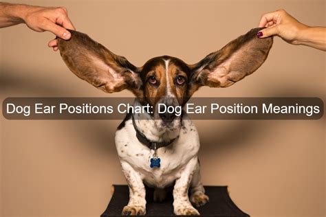 Dog Ear Positions Chart Dog Ear Position Meanings