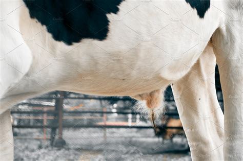 Penis And Testis Of Cow Containing Agriculture Animal And Beef