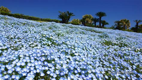 Physiological effects and action under the color of the flowers, put into words from the impressions of nature and the presence of thorns with the height of tall plants. 元のフリー ネモフィラ 壁紙 - 最高の壁紙コレクション