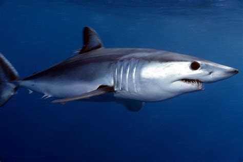 Animals Of The World Longfin Mako Shark