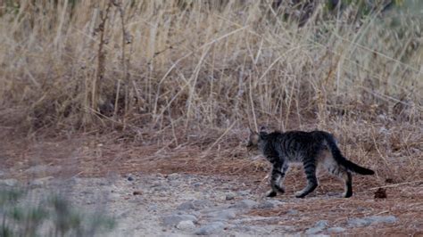 The Feral Factor New Research Into Roaming Feral Cats Predator Free