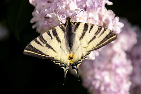 Farfalla Orientale Di Coda Di Rondine Della Tigre In Primavera In