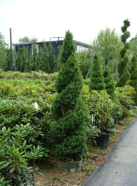 Dwarf Evergreen Trees For Front Of House Thuem Garden Plant