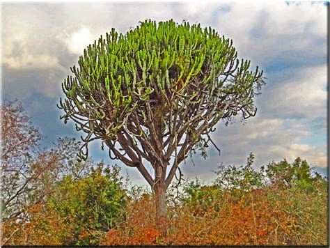 The African Cactus Tree The African Candelabra Or Cactus T Flickr
