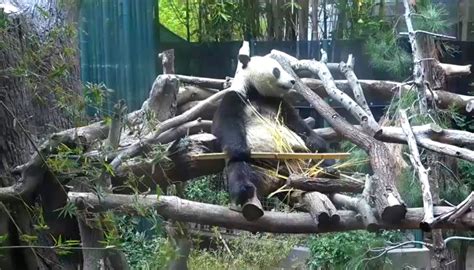 Giant Pandas Gain More Weight When Eating Bamboo Shoots Study Scinews